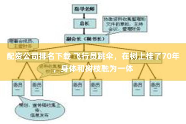 配资公司排名下载 飞行员跳伞，在树上挂了70年，身体和树枝融为一体